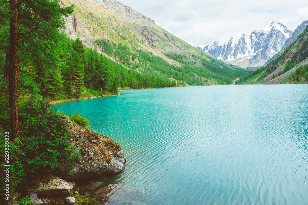 Larch on shore of azure mountain lake. Wonderful giant snowy mountains behind azure shiny water on beach. Paradise place. Rich vegetation of highlands. Amazing atmospheric landscape of majestic nature