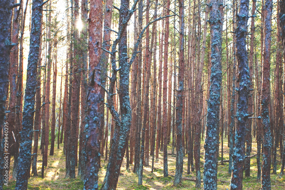 Fototapeta premium trunks of pines in a dense forest, background, toned