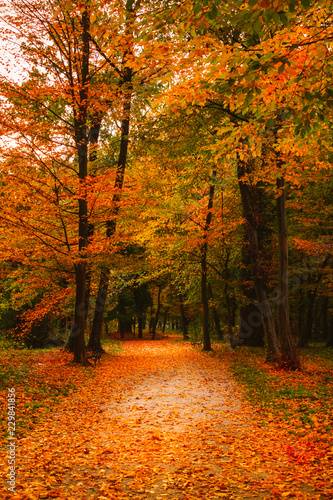 View of a footpath covered with colorful autum leaves in the forested part of the famous Maksimir park in Zagreb  Croatia. Beautiful autumn scenery