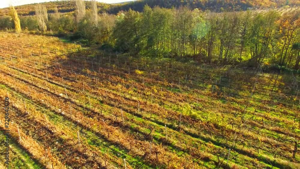 a relaxing sunny autumn landscape with fields, vineyards and mountains.
