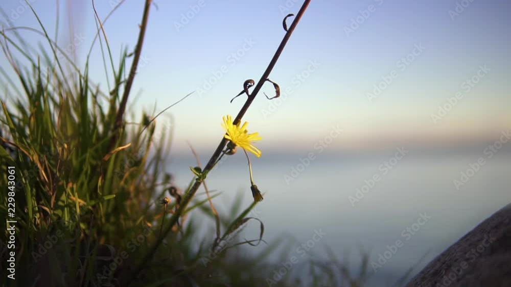 Close-up macro shot of a common dandelion and grass moving with slow wind at sunset, ocean background. Space for text. Close-up macro shot of a common dandelion and grass moving with slow wind at sunset, ocean background. Space for text.