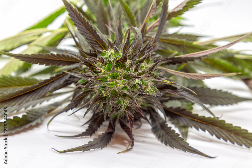 A Black Lotus Kush top cola just after autumn harvest. A Black Lotus Kush top cola just after autumn harvest.