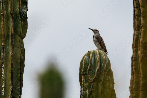 Gila Woodpecker (melanerpes uropygialis) perched on a tall cardon  cactus (pachycereus pringlei) in Arizona's Sonoran desert. Cardon is the world's tallest cactus. Clouds and mist in the background. photo