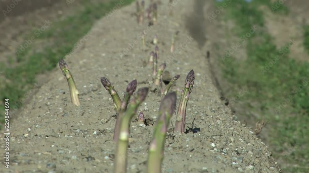Close up of ripe asparagus field with sandy soil right before harvest, Karlskron, Bavaria, Germany. Close up of ripe asparagus field with sandy soil right before harvest, Karlskron, Bavaria, Germany.