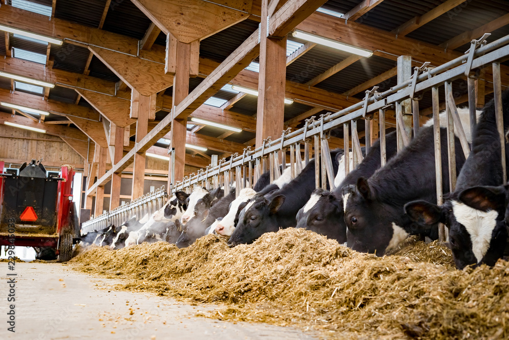Rindviehhaltung - Fütterung mit Futtermischwagen, Rinder fressen Silage ...