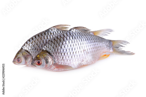 whole round silver barb fish on white background
