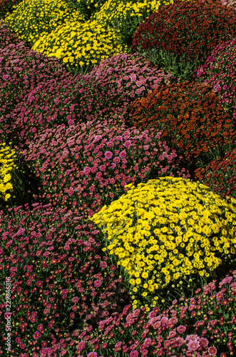 Bunch of yellow and pink mums