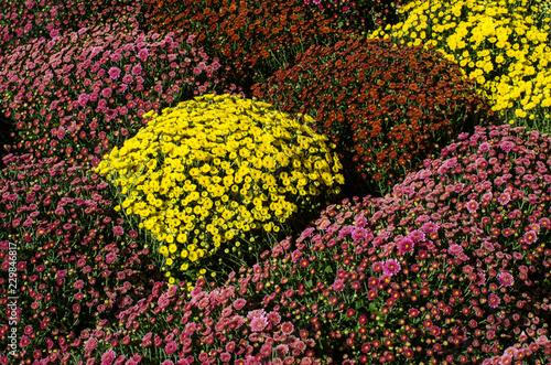 Bouquet of colorful mums
