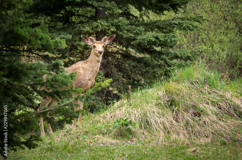 Doe Deer Watching From the Forest