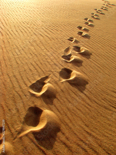 Footprints in the Golden Sand In Evening Light