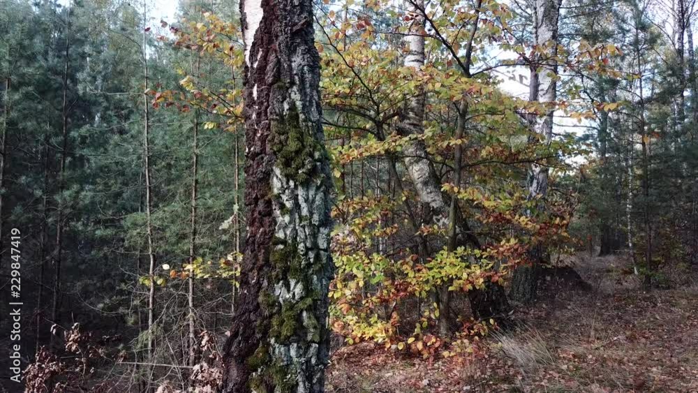 forest, trees, birch, oak, beech, path, dirt road, autumn, autumn colors, trees, shrubs