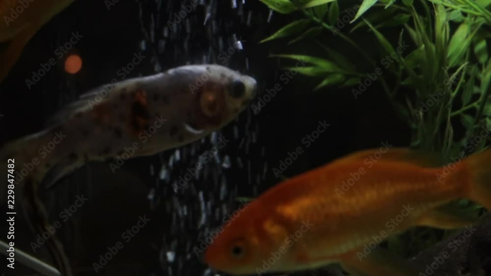 Silver spotted goldfish swimming around its tank with green plant and rocks. Black background. Silver spotted goldfish swimming around its tank with green plant and rocks. Black background.