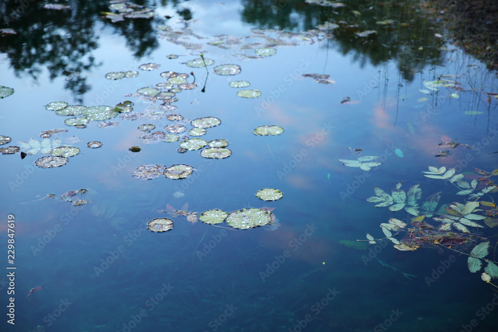 lake with lilies and sky reflection lake with lilies and sky reflection