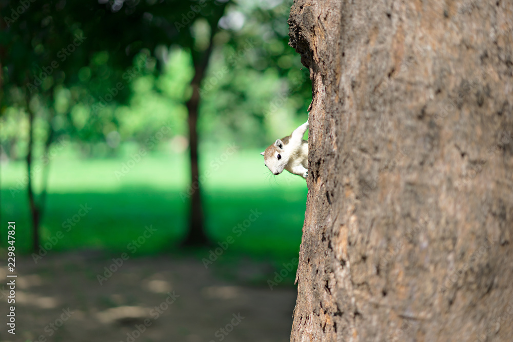 The little squirrel on the tree at the park