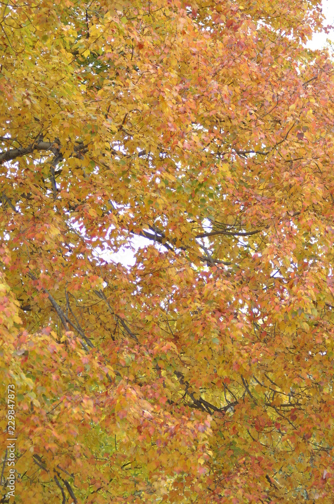 Fall Leaves 1 Fall Leaves 1