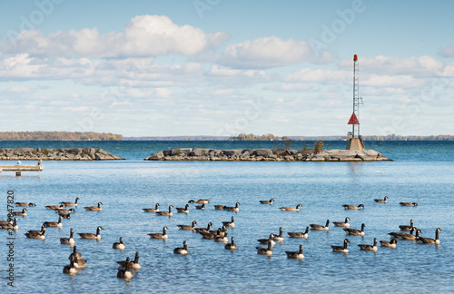 Tela Canada geese at the southern shore of Lake Simcoe in Ontario
