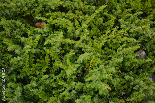 Green branches of coniferous bush in decorative garden. Landscape design. © iryna_l