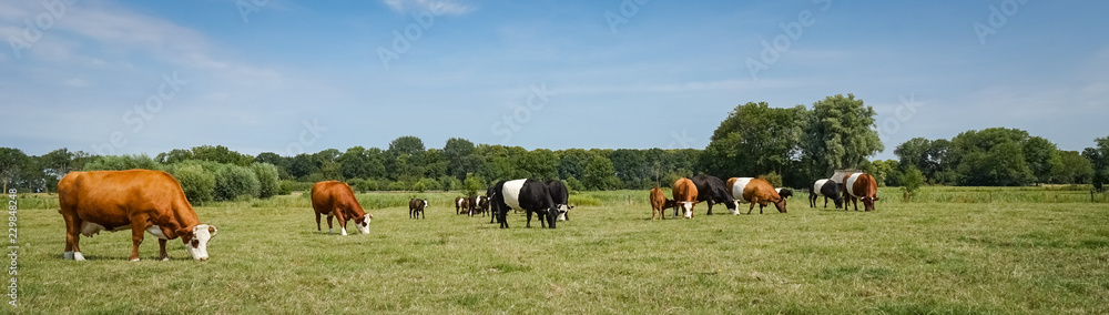 Lakenvelder Rinder auf einer Weide, Banner Lakenvelder Rinder auf einer Weide, Banner