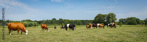 Lakenvelder Rinder auf einer Weide, Banner photo