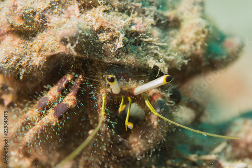 Hermit crab macro photography. FOUND IN KOH TAO ISLAND DIVE SITE, THAILAND