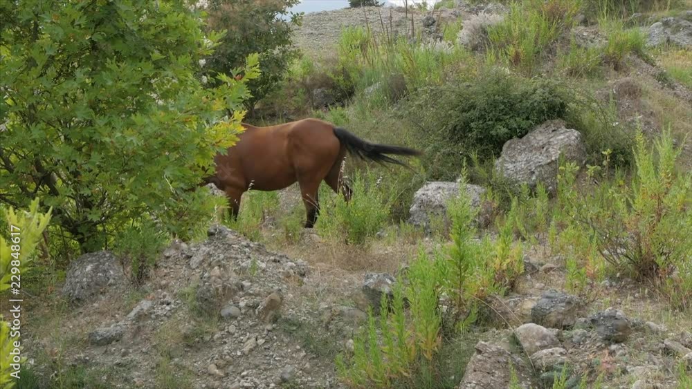 Wild beautiful horse grazing in nature. Wild beautiful horse grazing in nature.