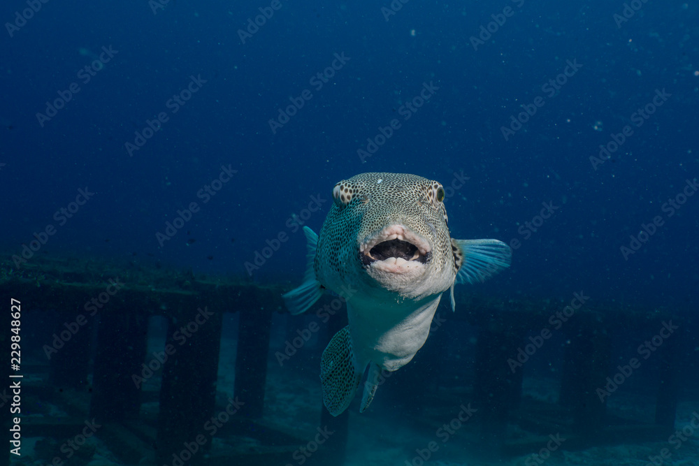 Fototapeta premium Giant puffer fish (Arothron stellatus) on Koh tao island, Hin Ngam dive site, THAILAND