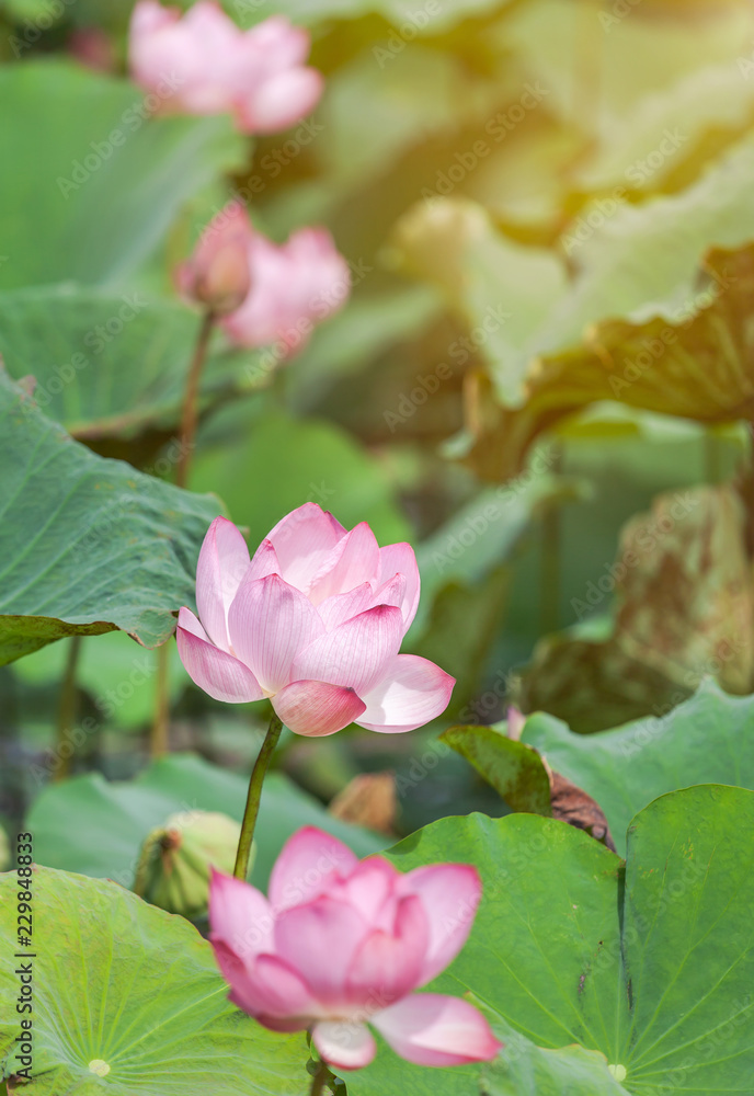 Close up pink Sacred lotus flower ( Nelumbo nucifera ) with green leaves blooming in lake on sunny day
Close up pink Sacred lotus flower ( Nelumbo nucifera ) with green leaves blooming in lake on sunny day