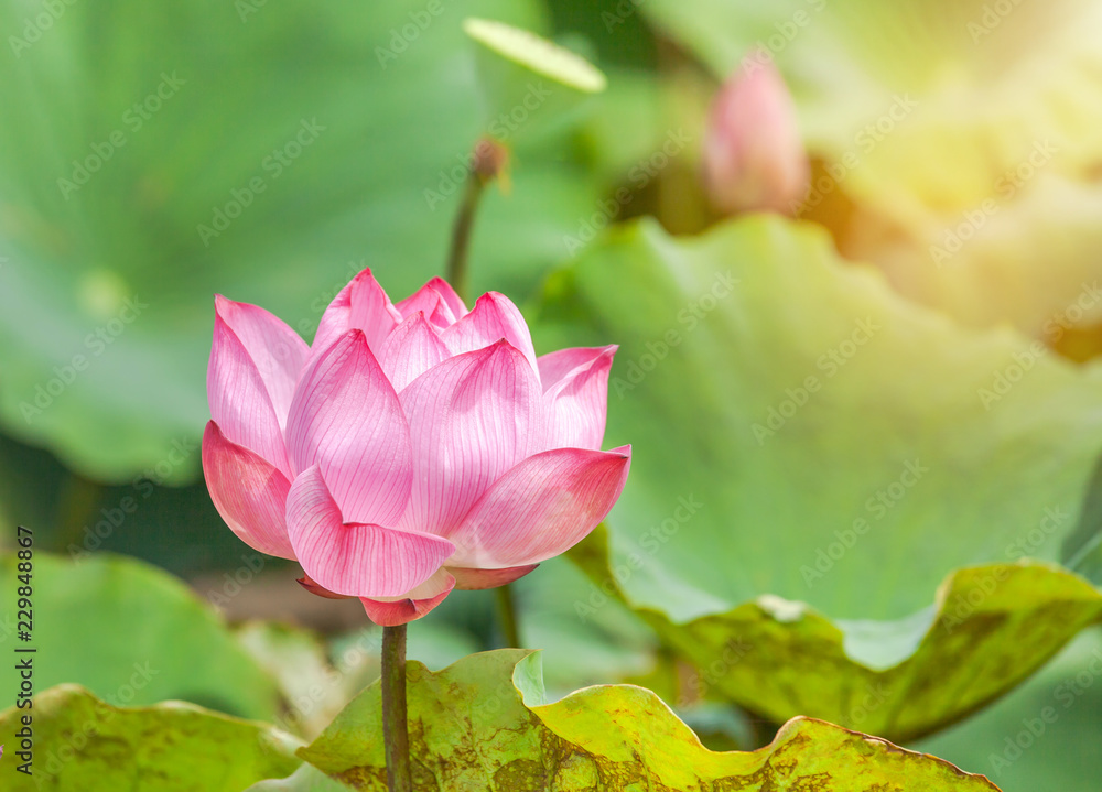 Close up pink Sacred lotus flower ( Nelumbo nucifera ) with green leaves blooming in lake on sunny day
Close up pink Sacred lotus flower ( Nelumbo nucifera ) with green leaves blooming in lake on sunny day