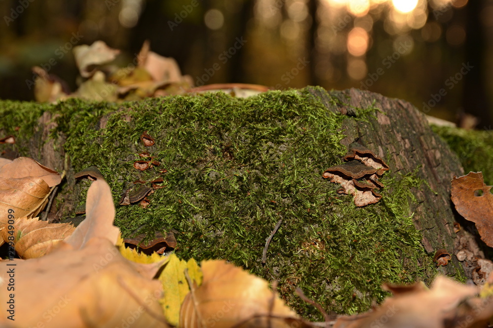 Autumn. Old stump covered with moss Autumn. Old stump covered with moss