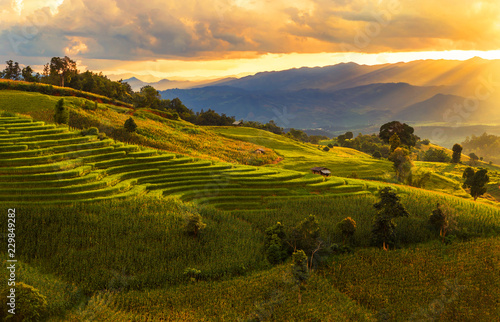 sunset landscape view at green terraced rice field in Pa Pong Piang   Mae Chaem  Chiang Mai  Thailand .