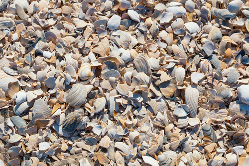 Shells of many types and sizes are found on a beach
