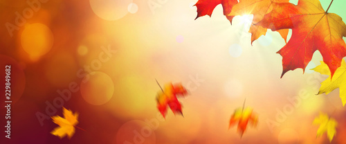 Falling Autumn Maple Leaves Natural Colorful Background With Sunlight