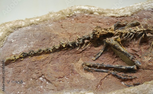 小型恐竜の化石 © goro20