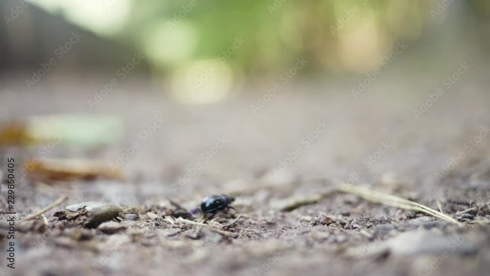 Dorbeetle walking on the forest floor