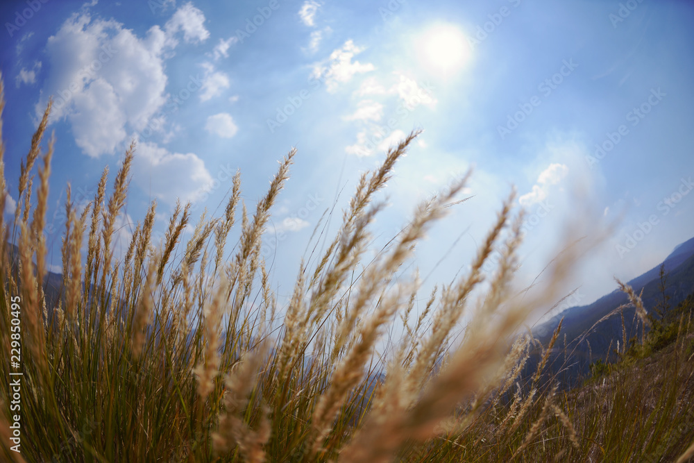 Fototapeta premium summer landscape