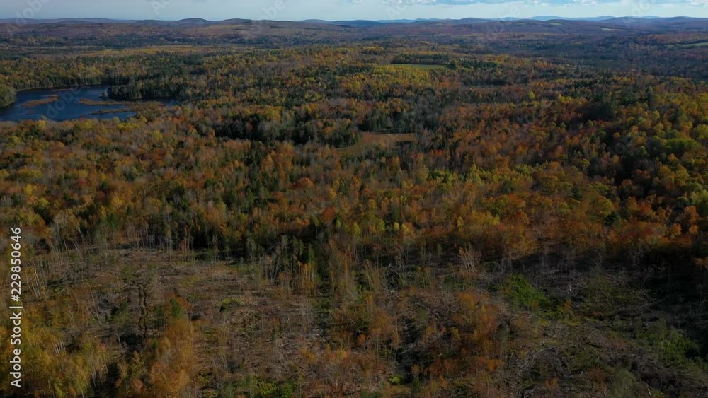 Aerial reveal of a late autumn forest beyond a newly logged plot of land Aerial reveal of a late autumn forest beyond a newly logged plot of land