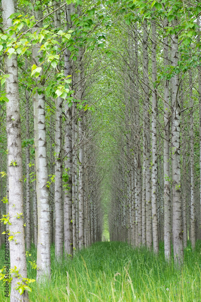 Naklejka premium wooden birchin the forest