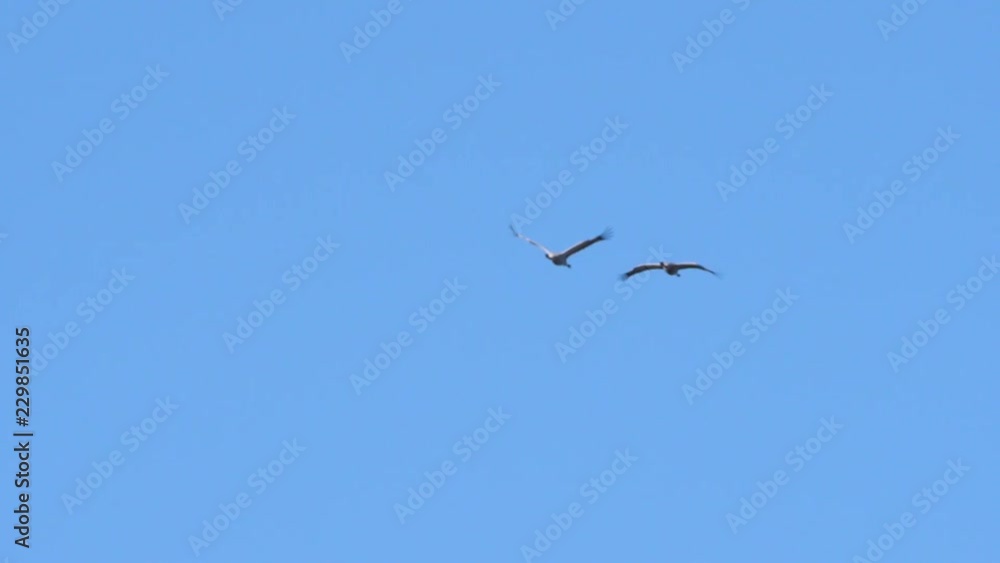 Pair of cranes flying overhead in slow motion Pair of cranes flying overhead in slow motion