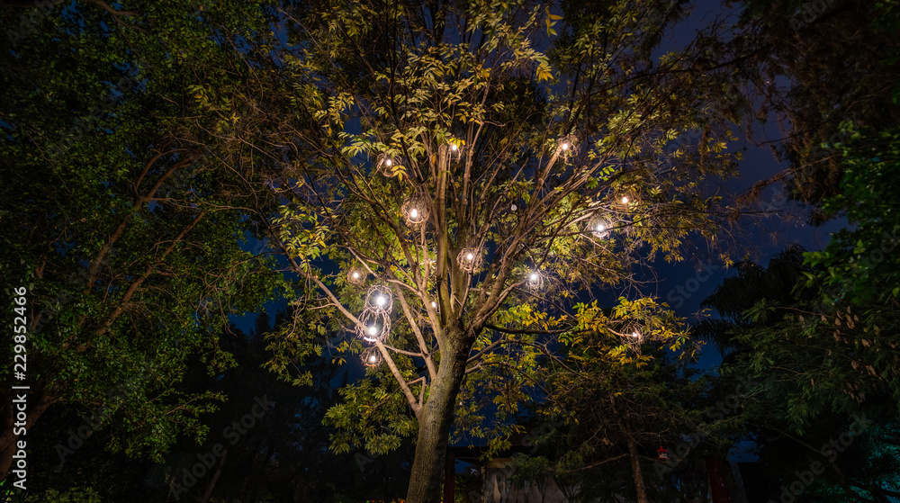 Obraz premium Long Exposure Lights in Tree at Night