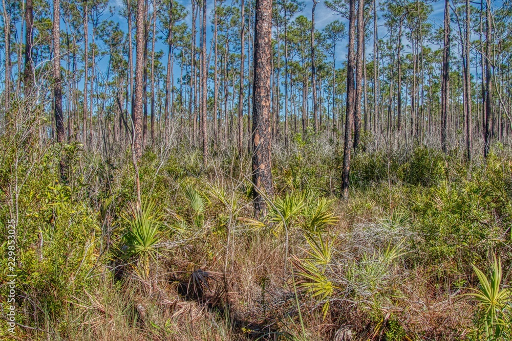 Obraz premium Everglades National Park is located in Southern Florida