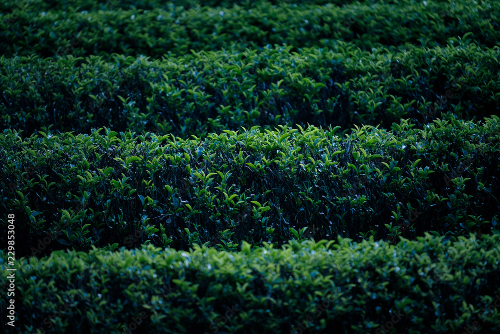 Obraz premium 和束町の茶畑