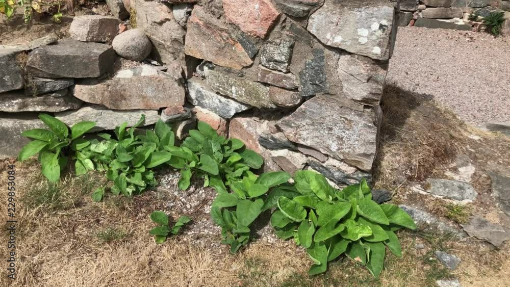 Green leafy flowers by an old stone wall a warm summer day Green leafy flowers by an old stone wall a warm summer day