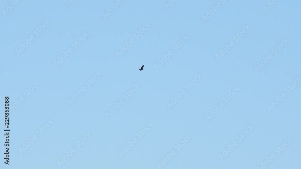 Buzzard circling in blue sky in slow motion distant Buzzard circling in blue sky in slow motion distant