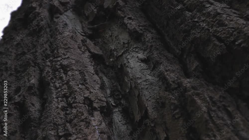 Texture of an oaks bark SLOMO Texture of an oaks bark SLOMO