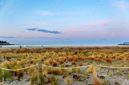 The sand dunes planted with colourful plants and tussocks against the evening sunset at Caroline Bay in Timaru, New Zealand