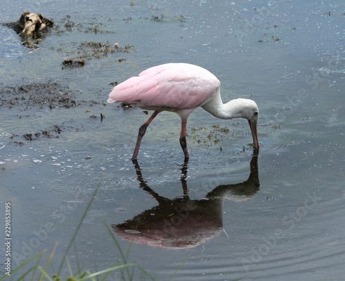 Pink Spoonbill Bird in the Water 