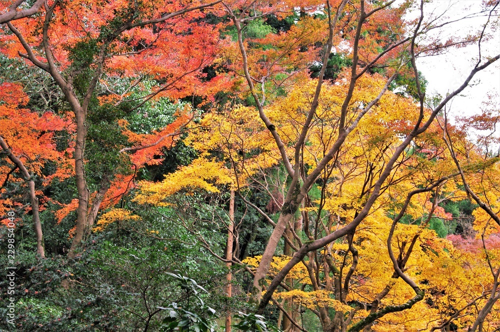 Autumn leaves of  Kyoto,Japan.