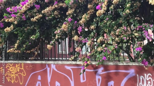 Pink flowers at Escadinhas do Duque photo