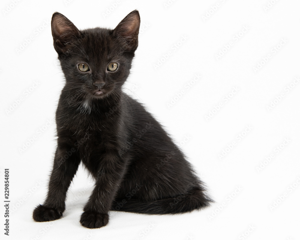 Obraz premium Black Kitten