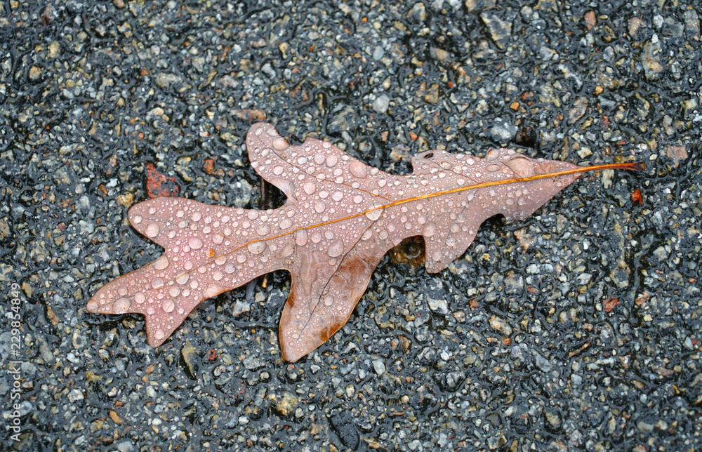 close up on wet oak leaf in autumn close up on wet oak leaf in autumn